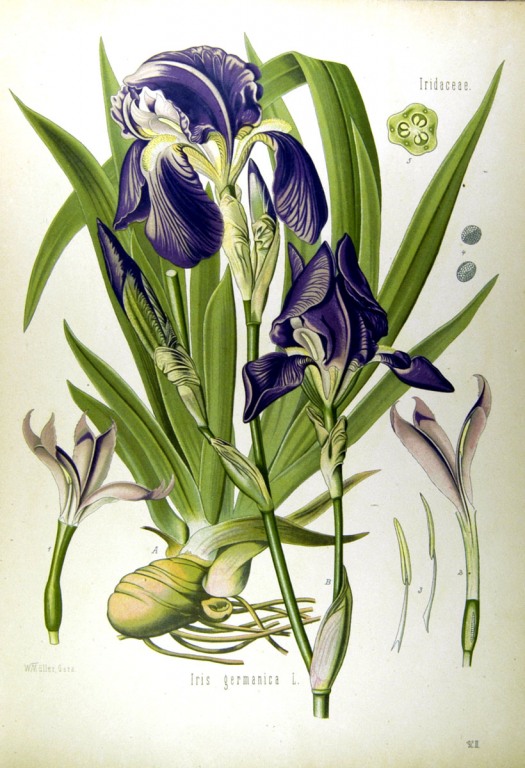 % Veilchen Wurzel bio